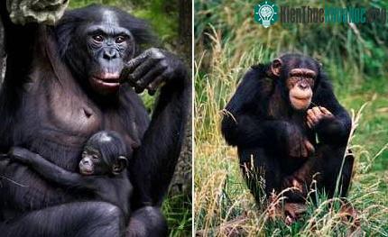 Gorilla ăn thịt khỉ ảnh 2