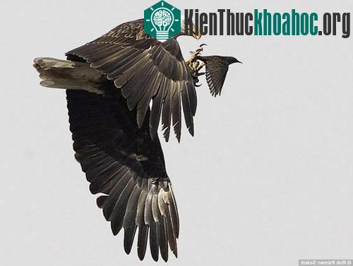 Cú đột kích trên không của đại bàng đầu trọc ảnh 2