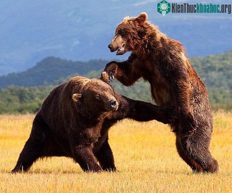 Cận cảnh cuộc chiến của gấu nâu ảnh 2