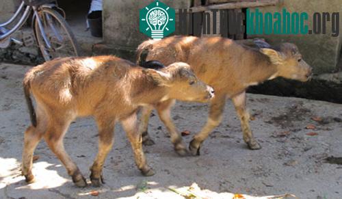 Xôn xao trâu mẹ sinh 2 con nghé ảnh 3