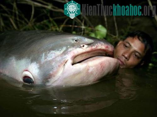 Cá trê khổng lồ bắt tại sông Mekong năm 2007.