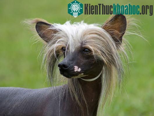 Chó có mào (Chinese crested)