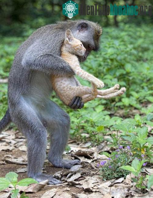 Mèo và Khỉ