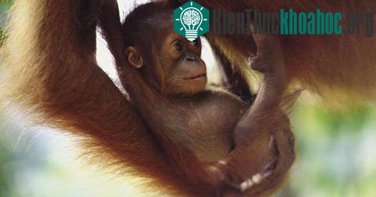 Những động vật đang “đối mặt” với nguy cơ tuyệt chủng ảnh 3