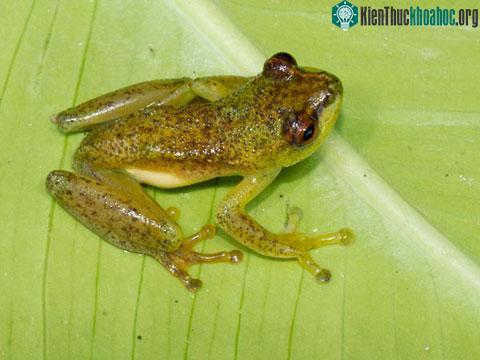 Ếch Hyperolius chrysogaster