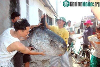 Thả con rùa quý hiếm về biển ảnh 3