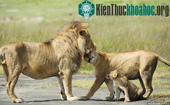 Sư tử con liều mình cãi lại bố bênh mẹ