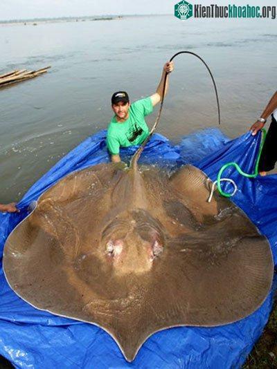 Những loài cá khổng lồ của sông Mekong ảnh 3