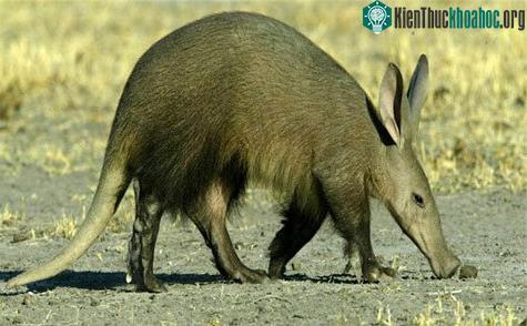 Những chiếc mũi quái dị ảnh 3