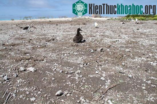 Hàng nghìn chim biển chết vì sóng thần ở Mỹ ảnh 3