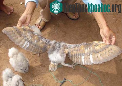Xem chim lạ mặt khỉ ở Trà Vinh ảnh 3