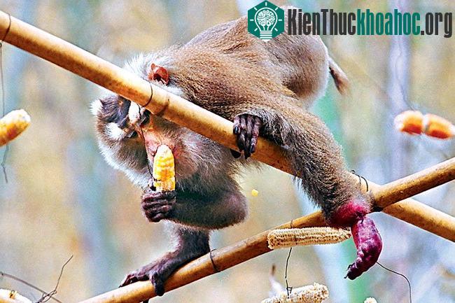 Thảm hoạ gia đình khỉ ảnh 3