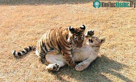 Những đôi bạn ngộ nghĩnh ảnh 3