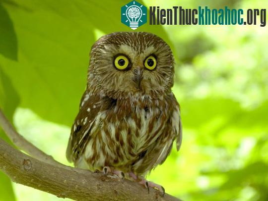 Các “dị nhân” trong tự nhiên ảnh 3