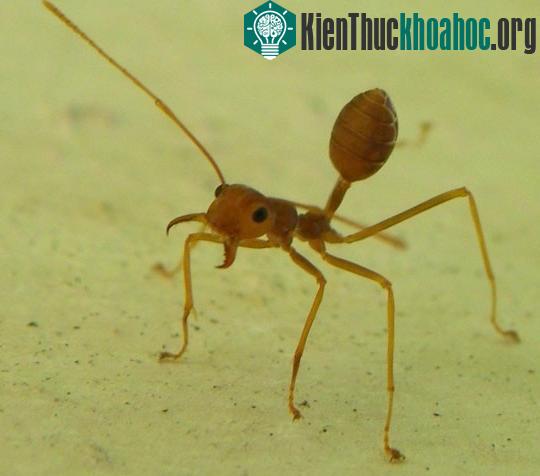 Những "bậc thầy" phòng vệ trong tự nhiên ảnh 3
