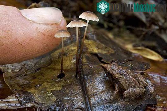 Kỳ thú những sinh vật như bước ra từ phim giả tưởng ảnh 3