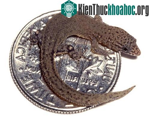 Tắc kè lùn Sphaerodactylus ariasae