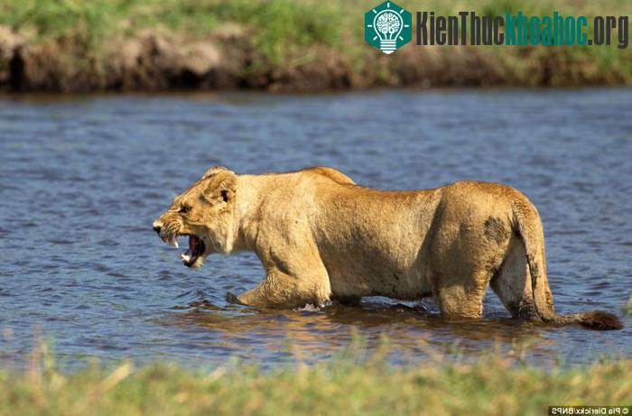 ....nhằm giúp các thành viên khác trong đàn có thể vượt sông an toàn