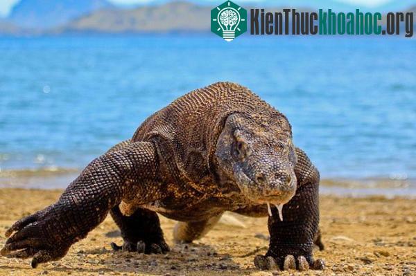 Rồng Komodo