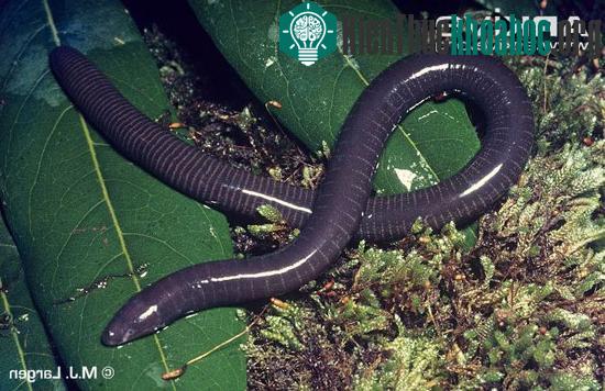Caecilian