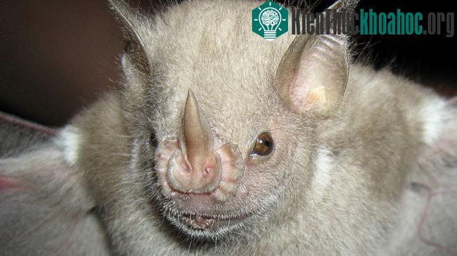 Dơi Stenoderma rufum