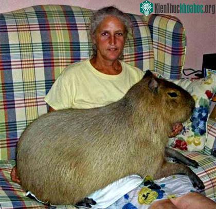 Chú chuột lang khổng lồ, nặng 105,4kg