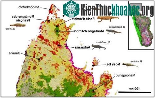Bản đồ phân bố loài tắc kè hoa tại Madagascar (Ảnh: Mongabay.com)