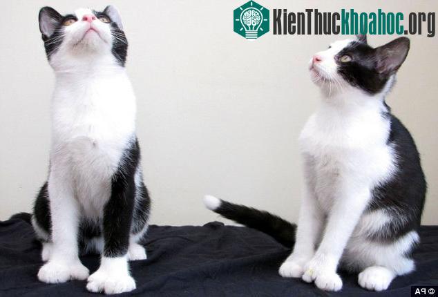 Cận cảnh bàn chân thừa nhón của 2 chú mèo