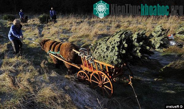 Chó Newfoundland giúp vận chuyển cây thông Noel cho quỹ từ thiện địa phương