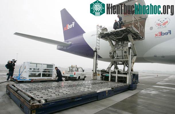 Yang Guang nhai tre bên trong thùng chứa của FedEx