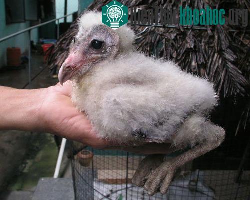 Tổ chim lạ khổng lồ trong nhà dân ảnh 3