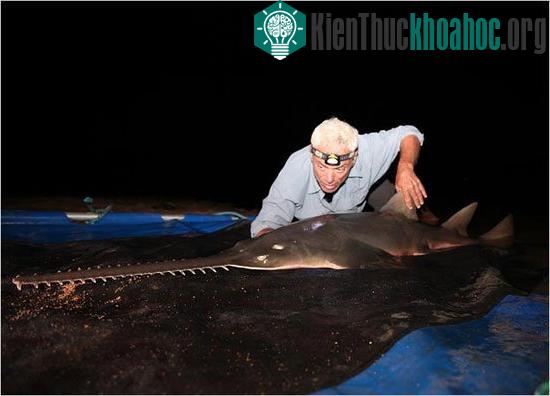 Jeremy Wade, nhà động vật học phải mất 20 năm mới có thể câu được một con cá đao khổng lồ.
