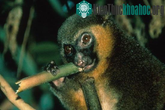 Còn khoảng 100 con vượn tre lớn sinh sống ở Madagascar. Chúng đang bị đe dọa bởi nạn săn bắt của con người và mất đi môi trường sống.