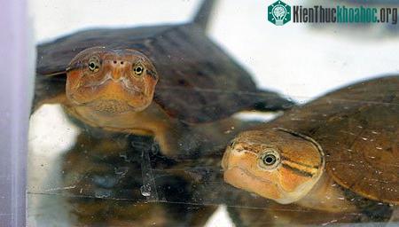 Chiêm ngưỡng loài rùa "quái dị" của Việt Nam