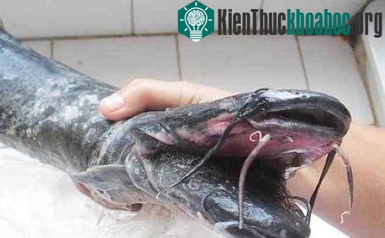 Cá trê đen hai đầu, 10 râu kỳ quái ảnh 3