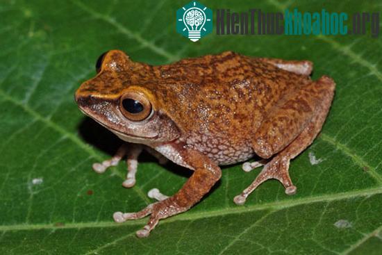 Ếch Raorchestes theuerkaufi