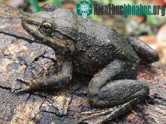 Một trong 9 loài ếch có răng mới đối với giới khoa học. (Ảnh: National Geographic)