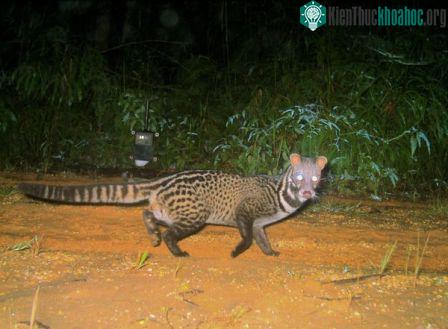 Tìm thấy loài rái cá lông mũi quý hiếm ở đảo Borneo ảnh 3
