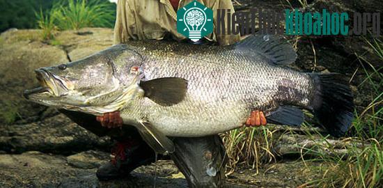 Những cuộc tàn phá của động vật ngoại lai ảnh 3