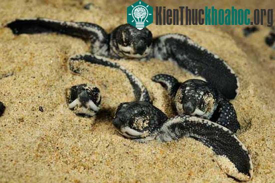 Loài rùa biển luýt khổng lồ ảnh 3