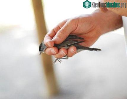 Agamon Hula - thiên đường của các loài chim và con người ảnh 3