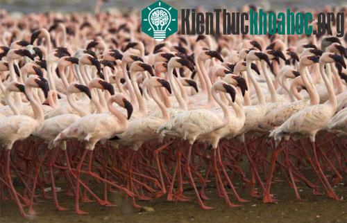Khả năng sinh tồn độc đáo trong giới tự nhiên ảnh 3