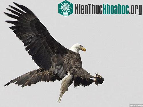 Cú đột kích trên không của đại bàng đầu trọc ảnh 3