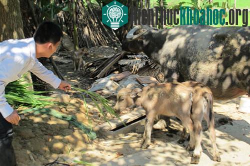 Xôn xao trâu mẹ sinh 2 con nghé ảnh 4