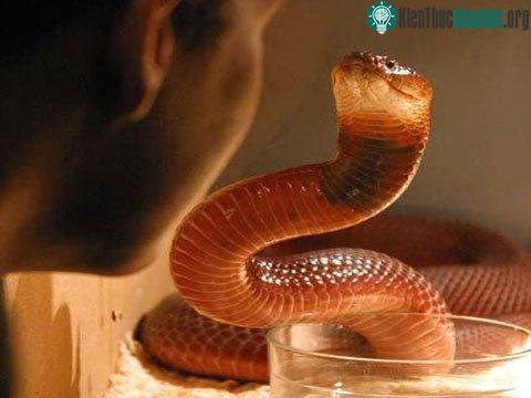 Mục tiêu “ưa thích” của rắn hổ mang là...mắt con người