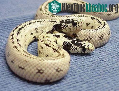 Rợn mình hình ảnh kinh dị của rắn hai đầu- ảnh 5