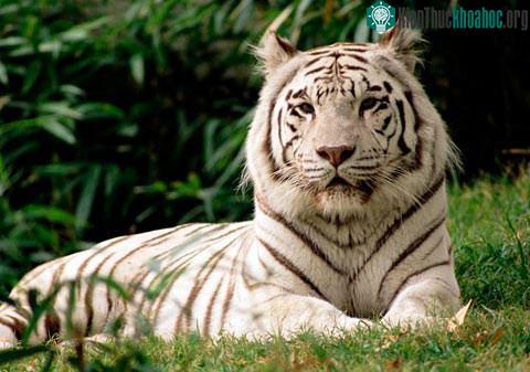 Hổ trắng Bengal