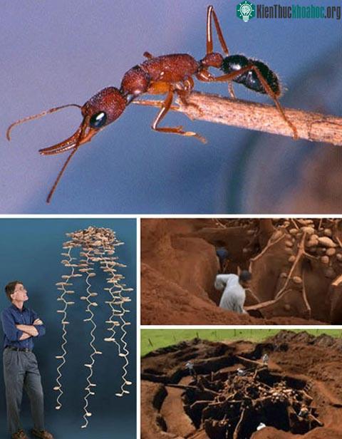 Những “kiệt tác kiến trúc” của loài vật