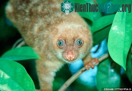 Loài động vật mắt xanh có tên gọi Cuscus.