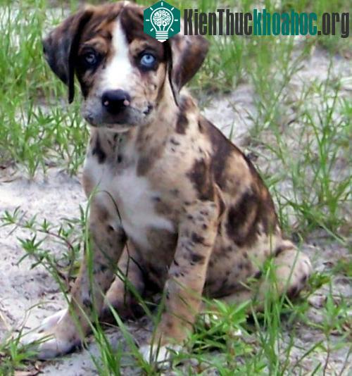 Chó báo leo cây Catahoula